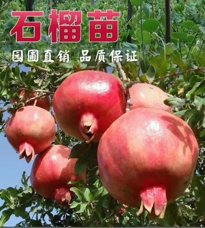 山东蒙阳红石榴苗产量高口感当年结果品种保证产地直销