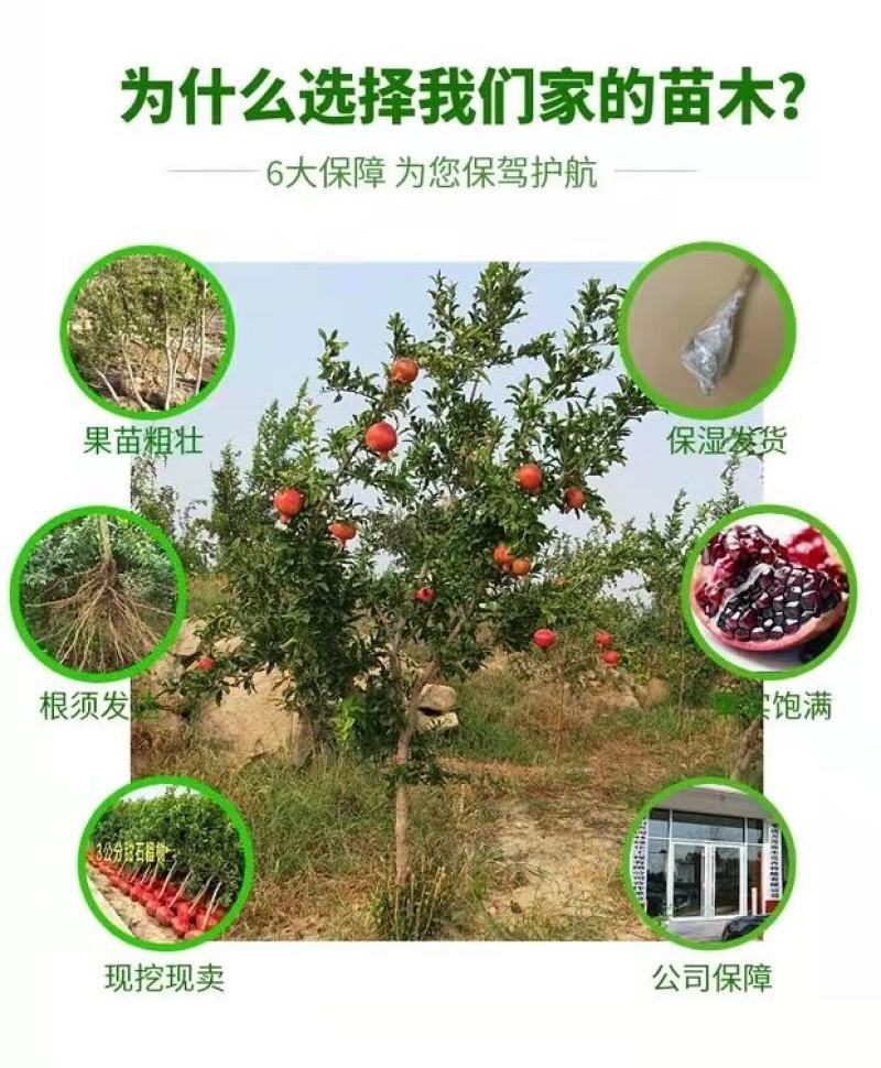 山东蒙阳红石榴苗产量高口感当年结果品种保证产地直销
