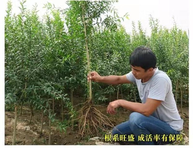 山东蒙阳红石榴苗产量高口感当年结果品种保证产地直销