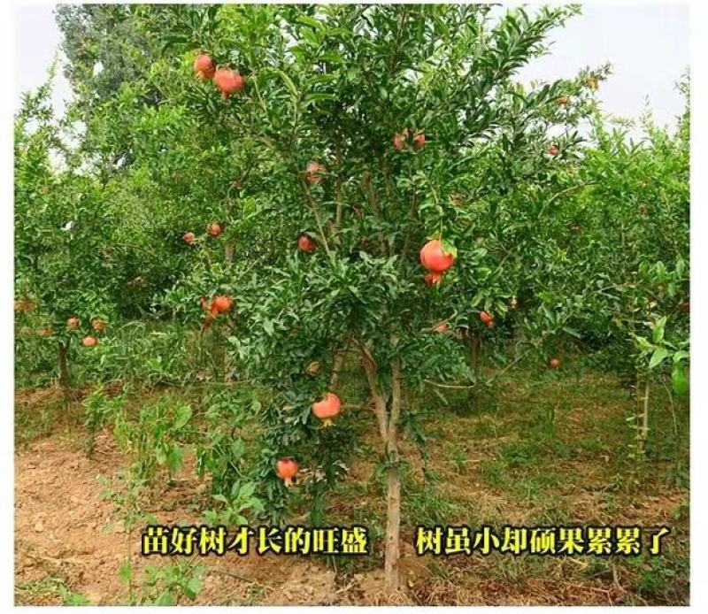 山东蒙阳红石榴苗产量高口感当年结果品种保证产地直销