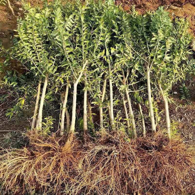 山东蒙阳红石榴苗产量高口感当年结果品种保证产地直销