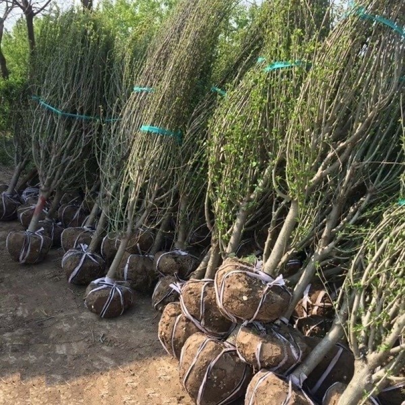 4公分红花木槿色块景观打造花海景区设计