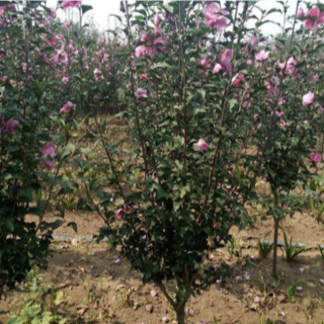 4公分红花木槿色块景观打造花海景区设计