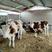 西门塔尔牛牛犊肉牛犊出售包六个月成活提供技术支持