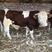 西门塔尔牛牛犊肉牛犊出售包六个月成活提供技术支持