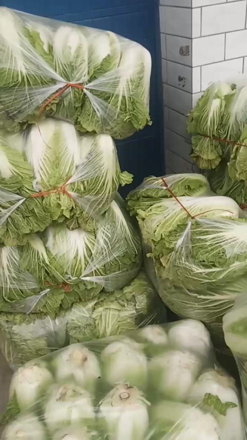 精品大白菜又名义和秋黄心的货量充足，产地直发