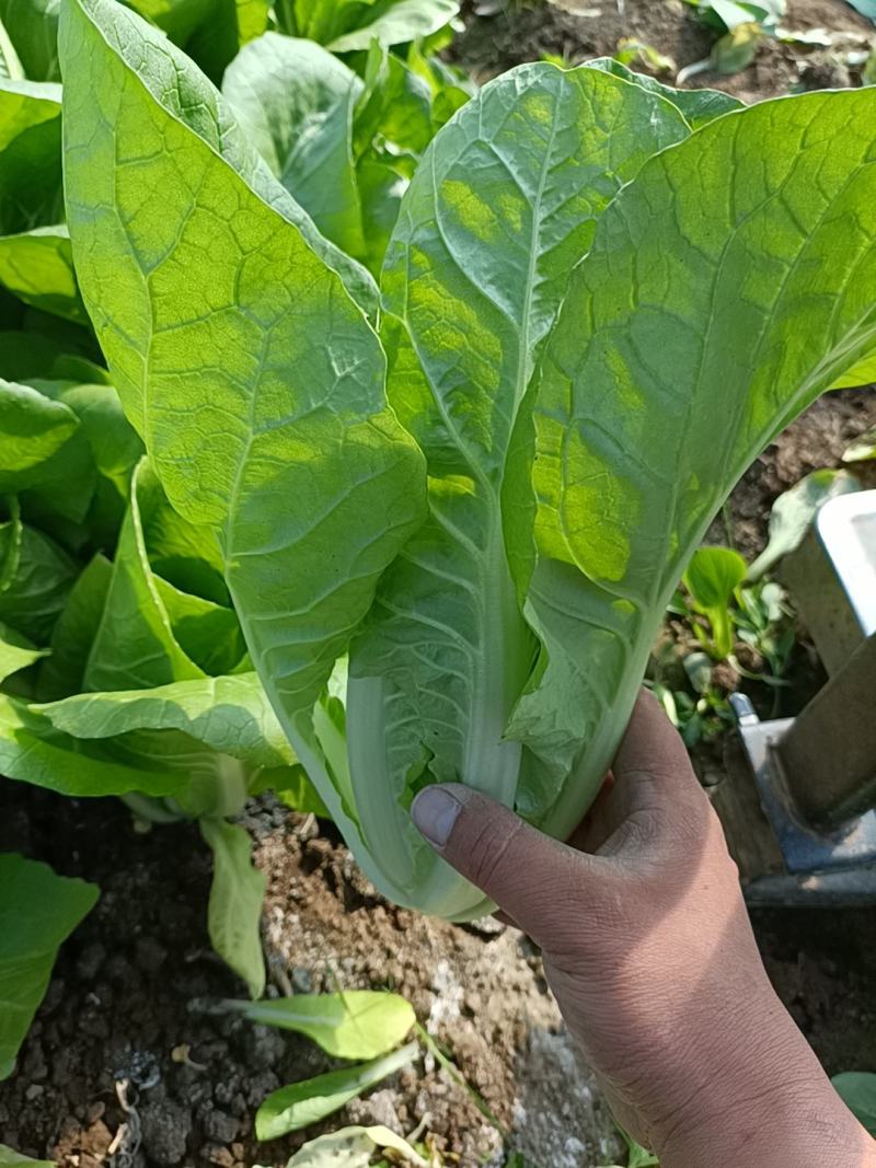 白菜，小白菜，杭白菜
