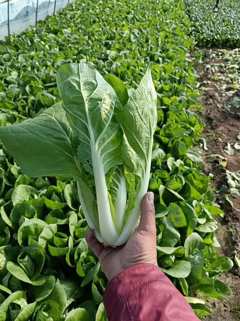 白菜，小白菜，杭白菜