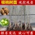 核桃苗品种基地，现挖现发，基地直发货量充足。