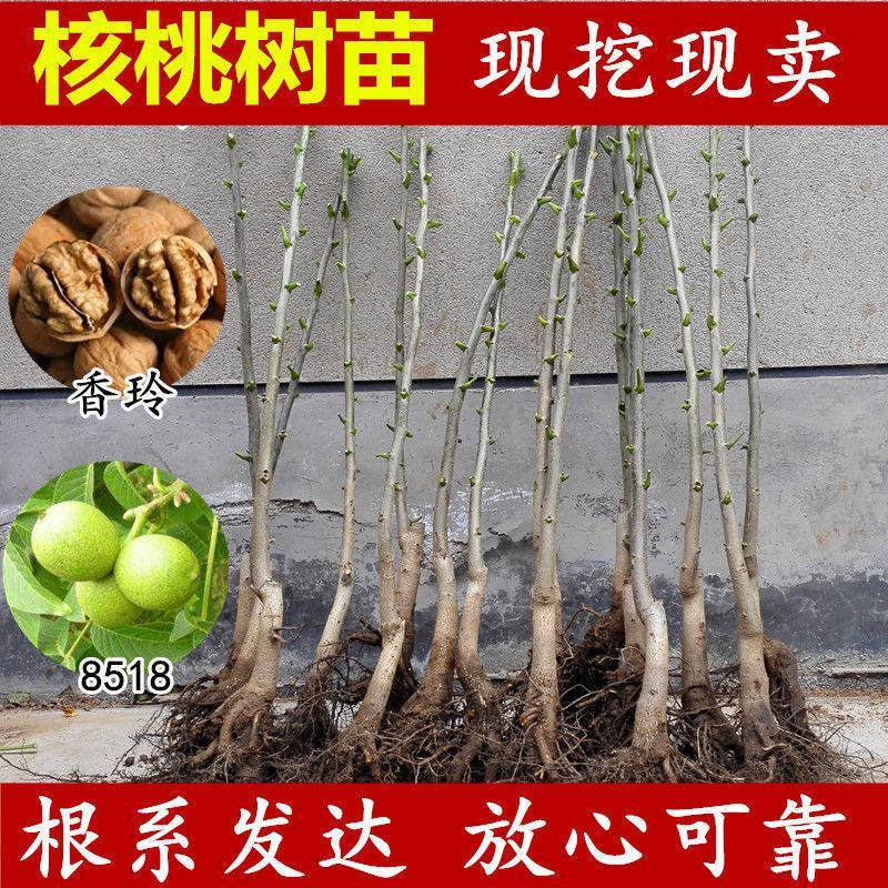 核桃苗品种基地，现挖现发，基地直发货量充足。