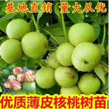 核桃苗品种基地，现挖现发，基地直发货量充足。