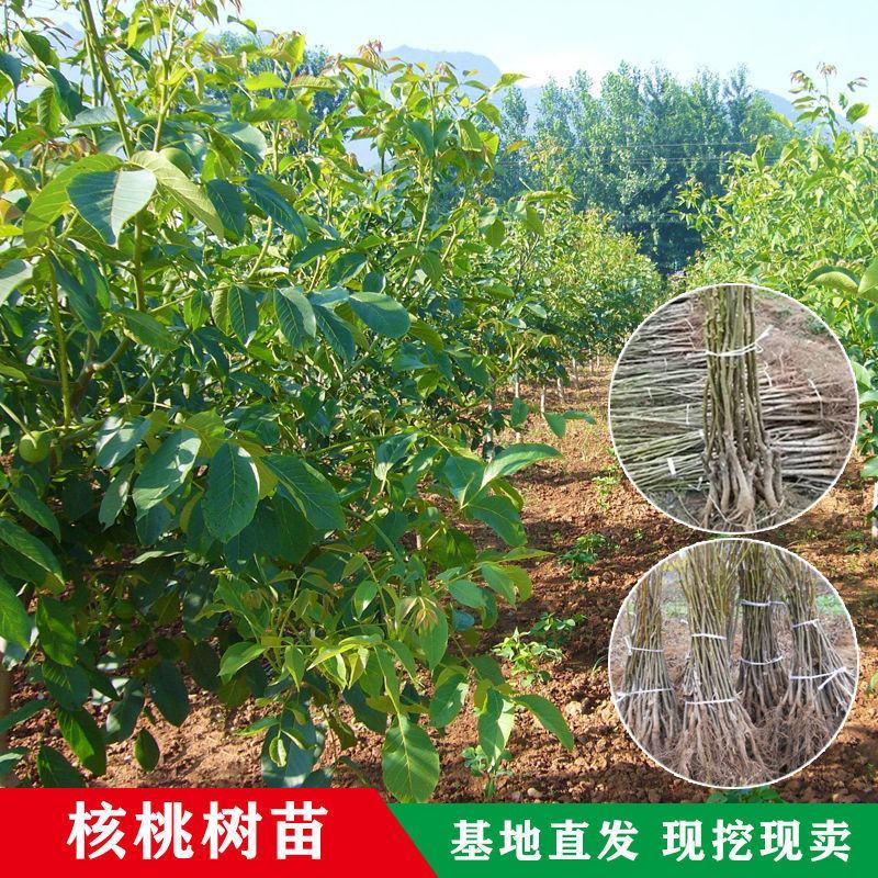 核桃苗品种基地，现挖现发，基地直发货量充足。