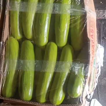 精品绿皮西葫芦