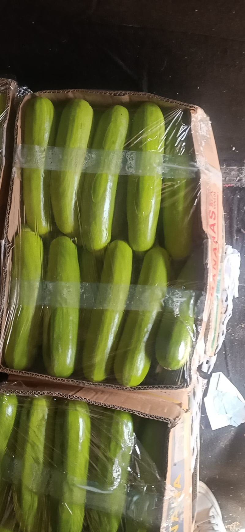 精品绿皮西葫芦