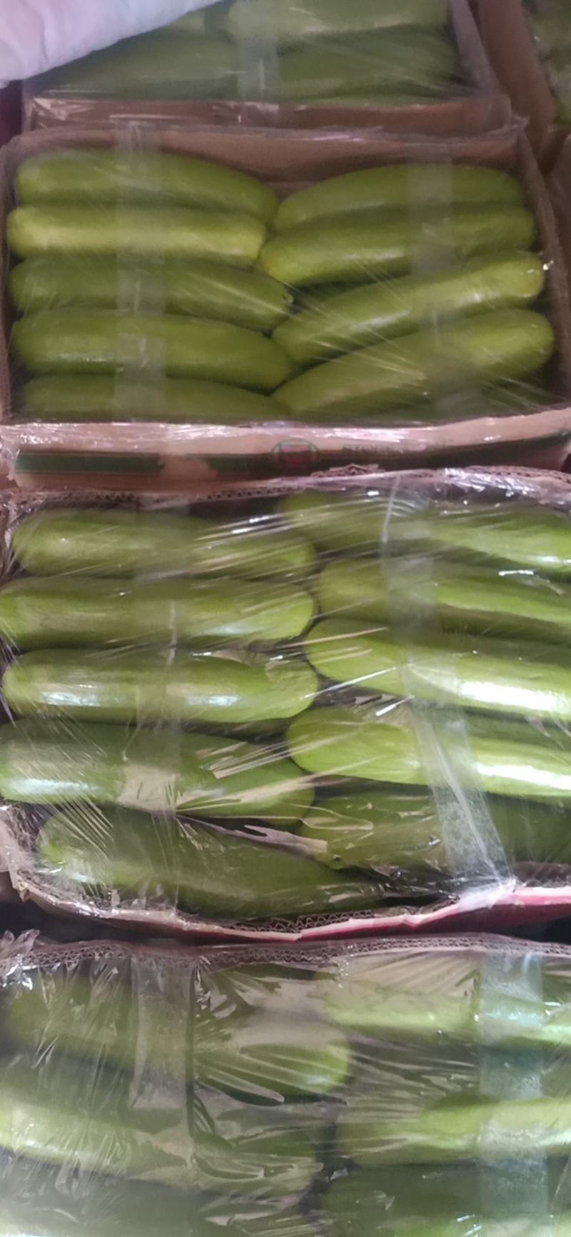 精品绿皮西葫芦