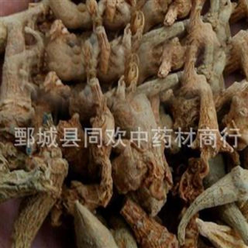 【无数头三七芽】@【同欢药材】中药材批发供应