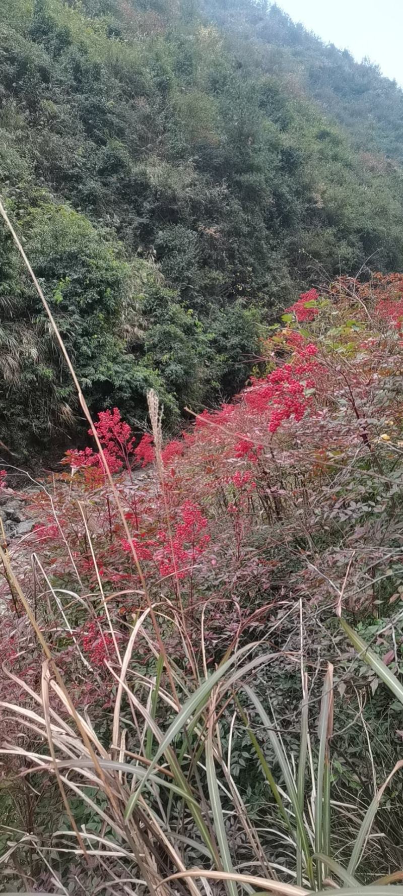 大山深处纯野生南天竹老树桩盆栽地栽庭院造景