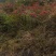 大山深处纯野生南天竹老树桩盆栽地栽庭院造景