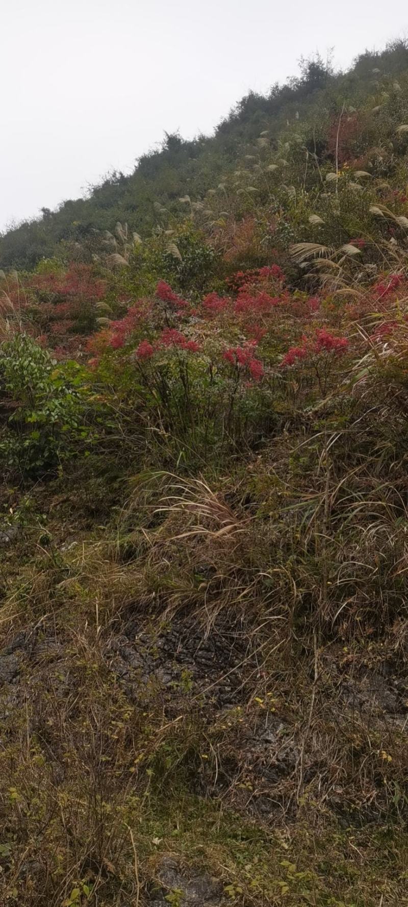 大山深处纯野生南天竹老树桩盆栽地栽庭院造景