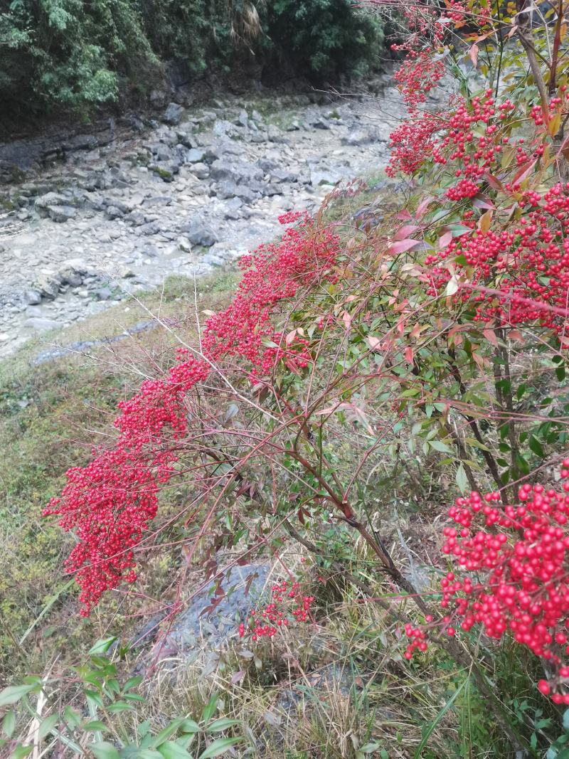 大山深处纯野生南天竹老树桩盆栽地栽庭院造景