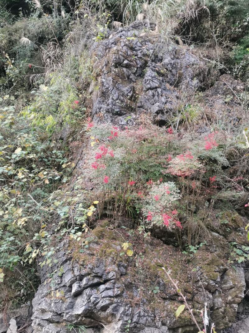 大山深处纯野生南天竹老树桩盆栽地栽庭院造景