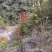 大山深处纯野生南天竹老树桩盆栽地栽庭院造景
