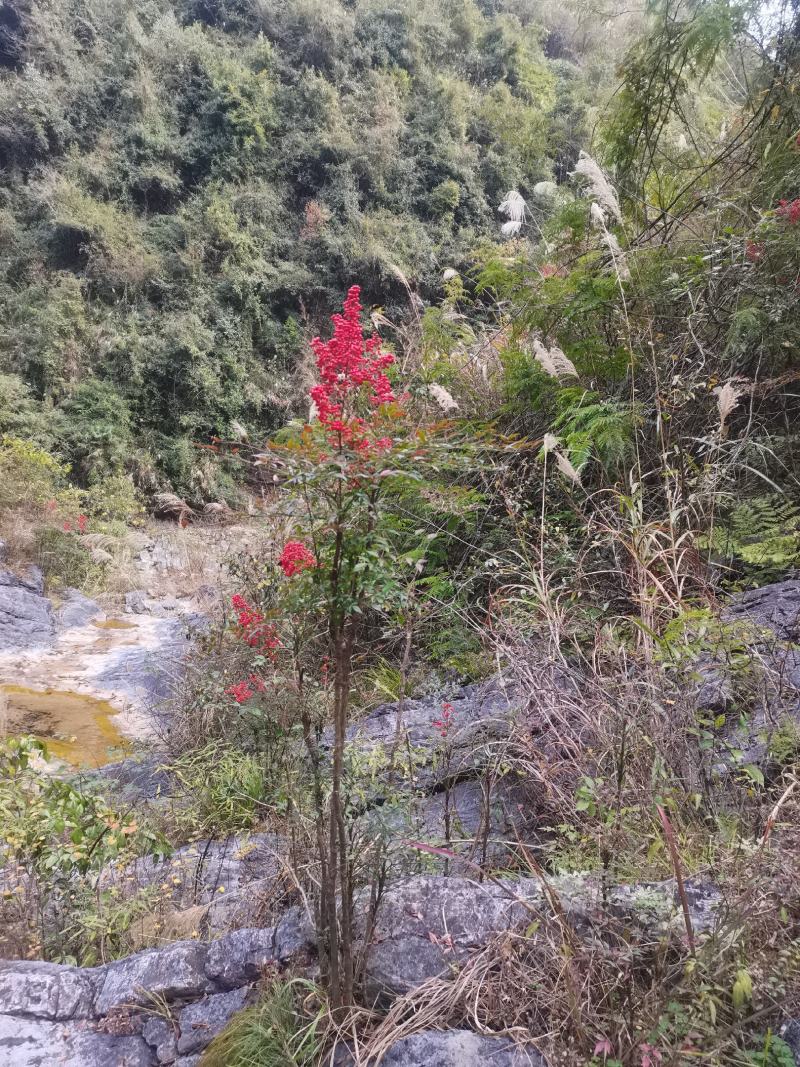 大山深处纯野生南天竹老树桩盆栽地栽庭院造景