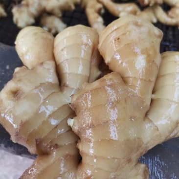 青州优质生姜货源充足质量保证