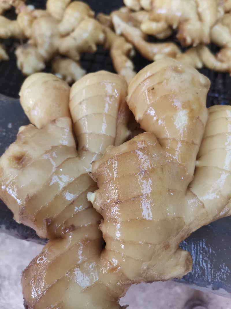 青州优质生姜大量供应，一手货源需要的老板可以联系