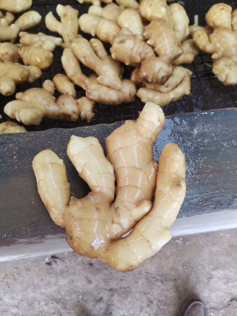 青州优质生姜大量供应，一手货源需要的老板可以联系