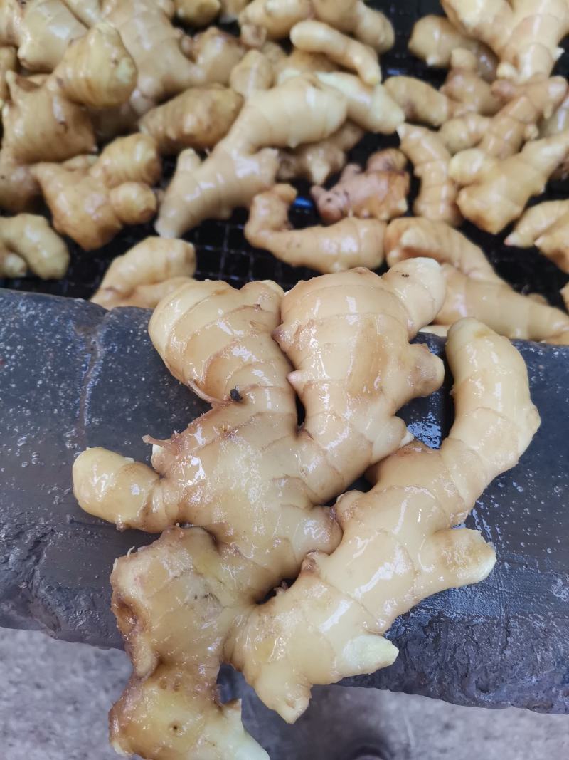 青州优质生姜大量供应，一手货源需要的老板可以联系