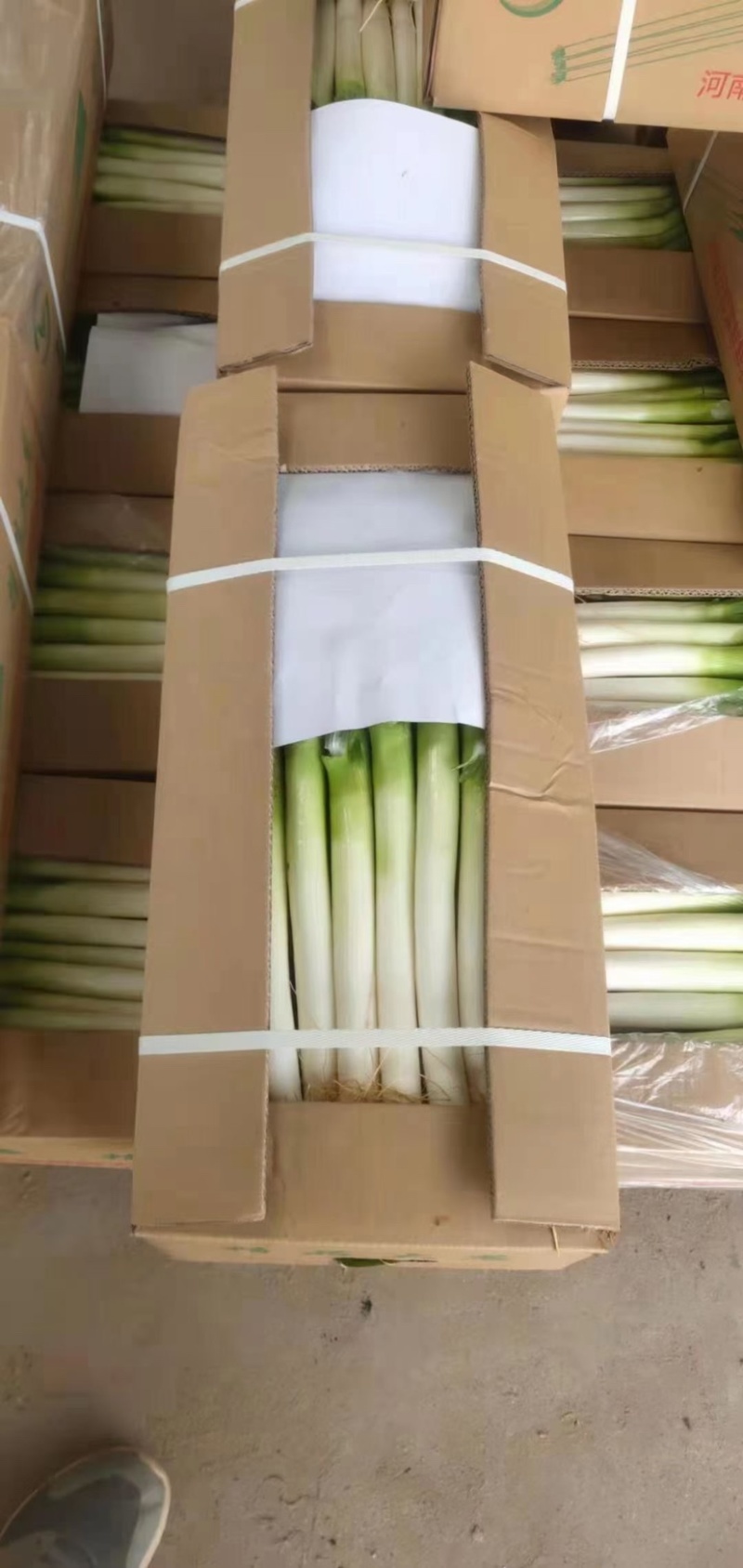 福建漳浦大葱，加工网葱，毛葱，箱葱包打冷上车，品质保证