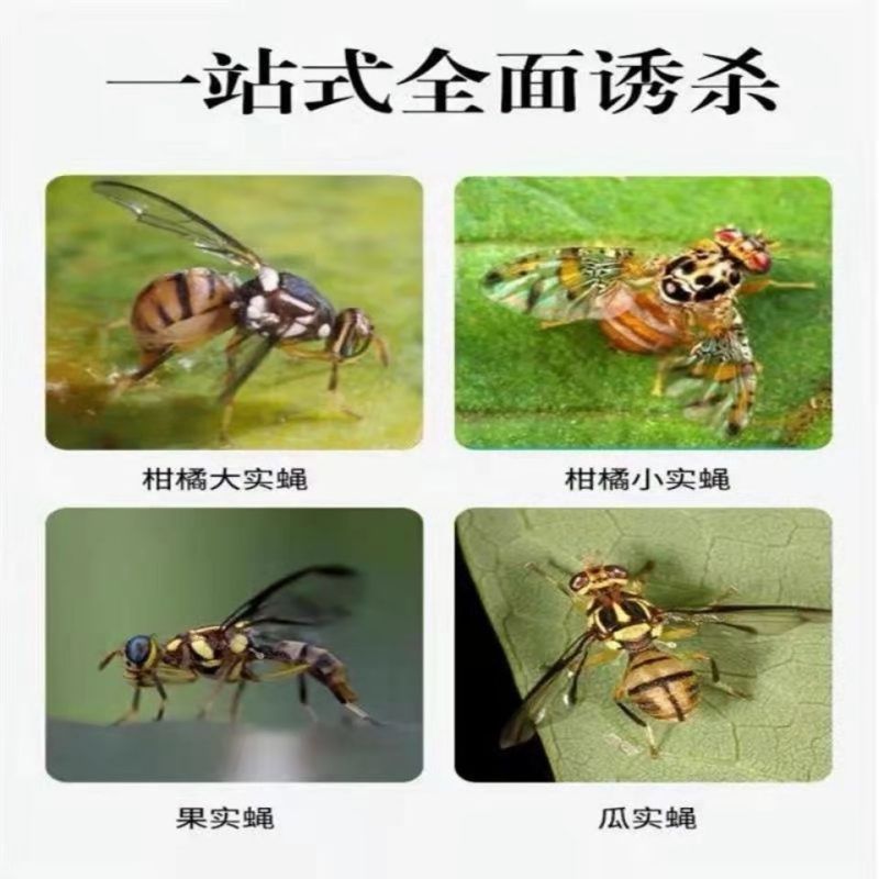 斑潜蝇31%阿维灭蝇胺豆角叶菜苍蝇药果树大小果实蝇苍蝇药