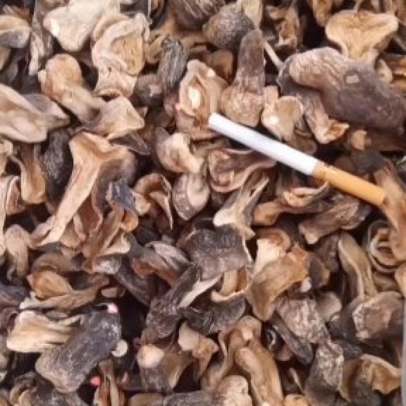 自种干草菇。味道鲜美。质优价廉。货源充足。