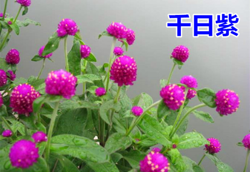 千日红千日紫种千日白千日粉种子四季花卉种子庭院易种火球花