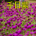 千日红千日紫种千日白千日粉种子四季花卉种子庭院易种火球花