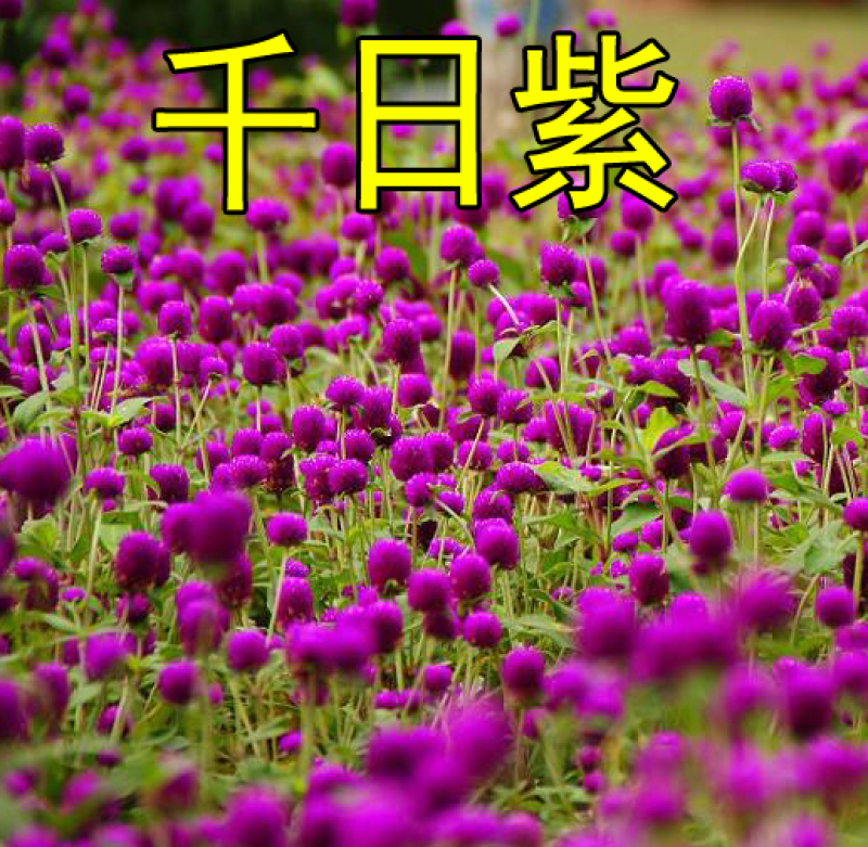 千日红千日紫种千日白千日粉种子四季花卉种子庭院易种火球花