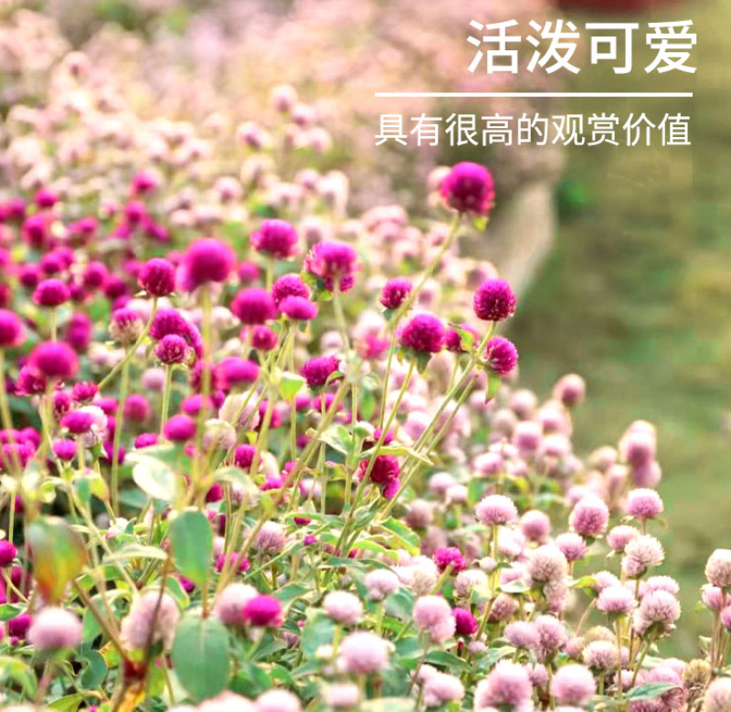 千日红千日紫种千日白千日粉种子四季花卉种子庭院易种火球花