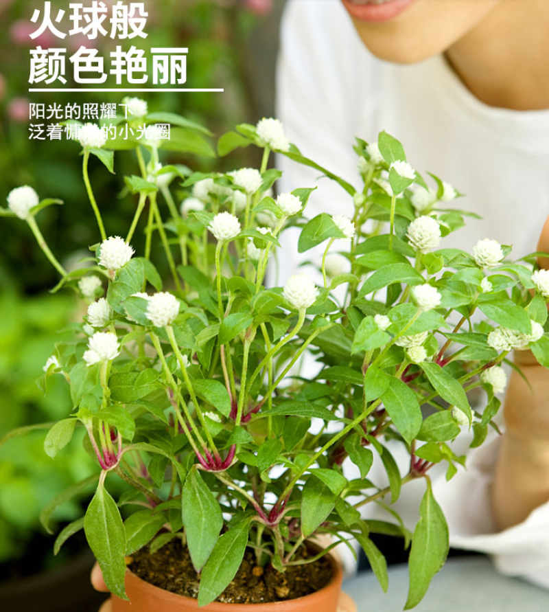 千日红千日紫种千日白千日粉种子四季花卉种子庭院易种火球花