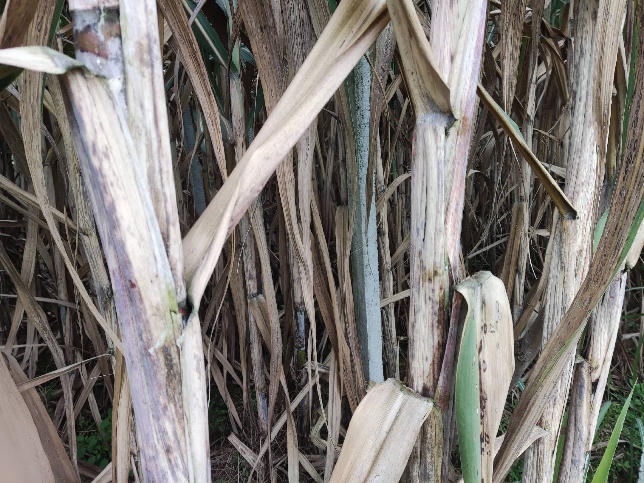 甘蔗种植地对比图