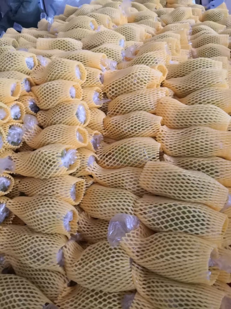 杨桃，福建漳州杨桃大量上市可接一件代发大批量批发，