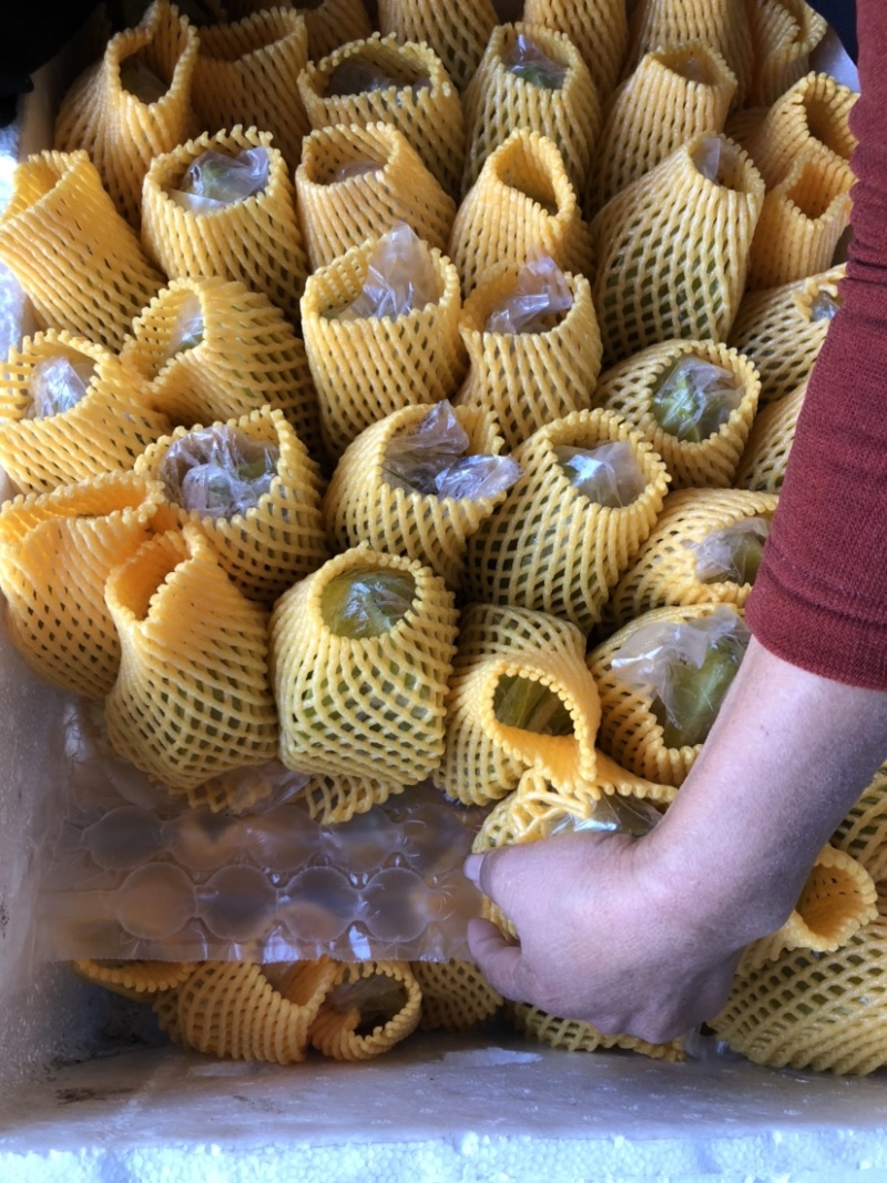 杨桃，福建漳州杨桃大量上市可接一件代发大批量批发，