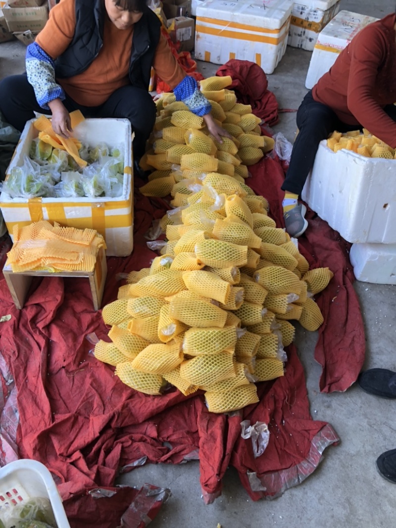 杨桃，福建漳州杨桃大量上市可接一件代发大批量批发，
