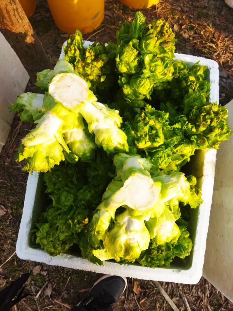 儿菜，浙江湖州，产地直销，宝塔菜，一手货精品通货儿菜