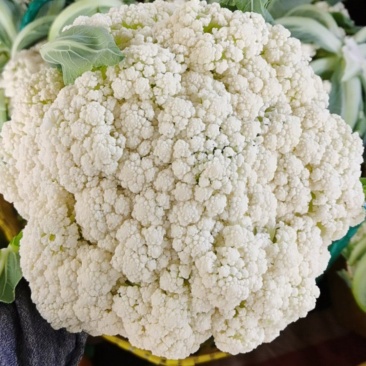 广西横州菜花精品松花大量上市产地直供，欢迎来电