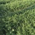 50公分以上迎春花色块拼接绿篱搭配花色好