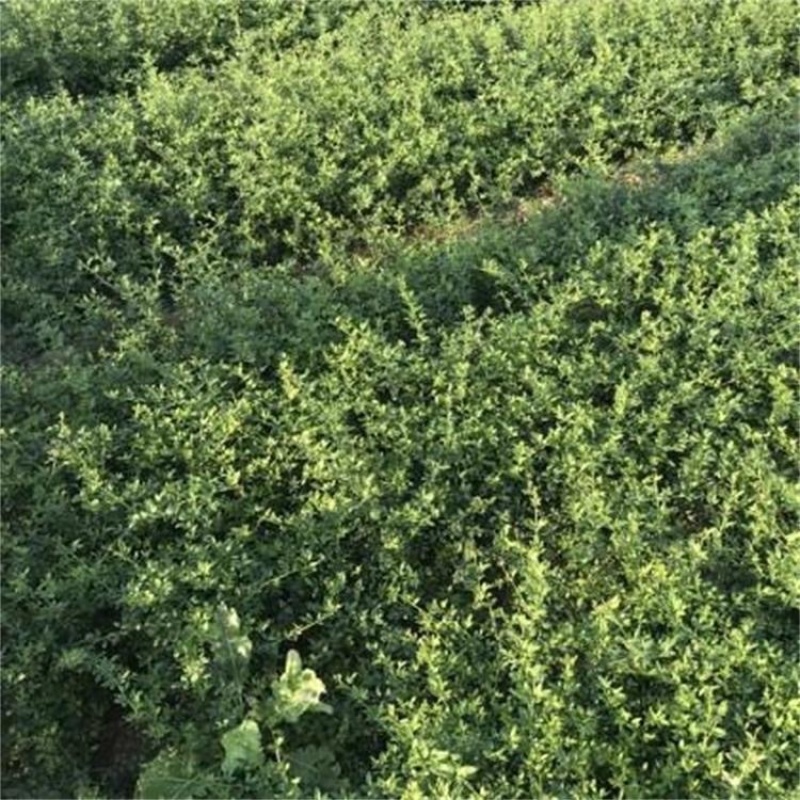 50公分以上迎春花色块拼接绿篱搭配花色好