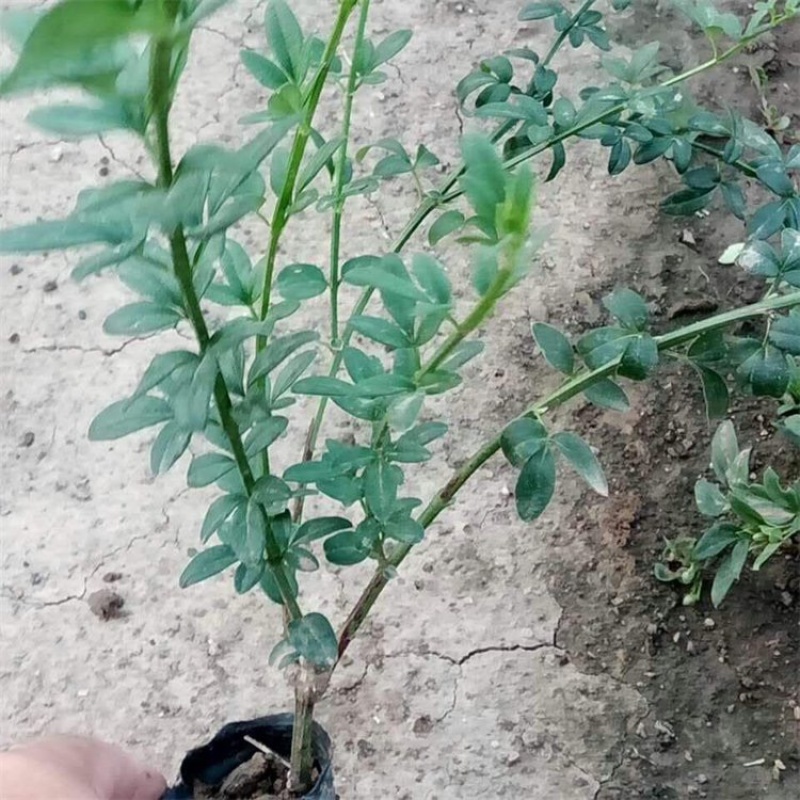 50公分以上迎春花色块拼接绿篱搭配花色好