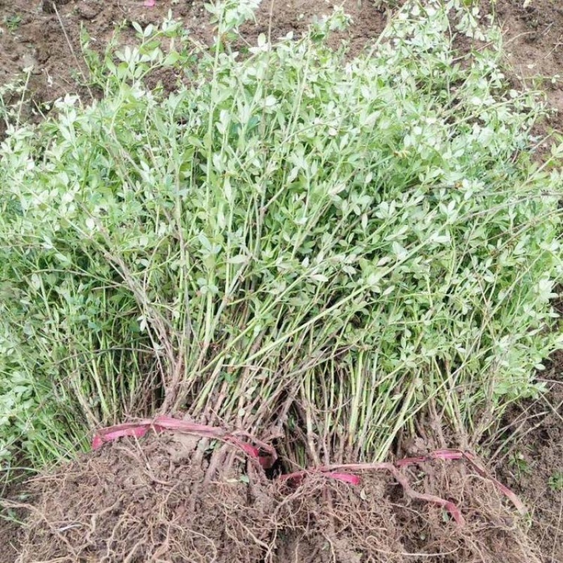 50公分以上迎春花色块拼接绿篱搭配花色好