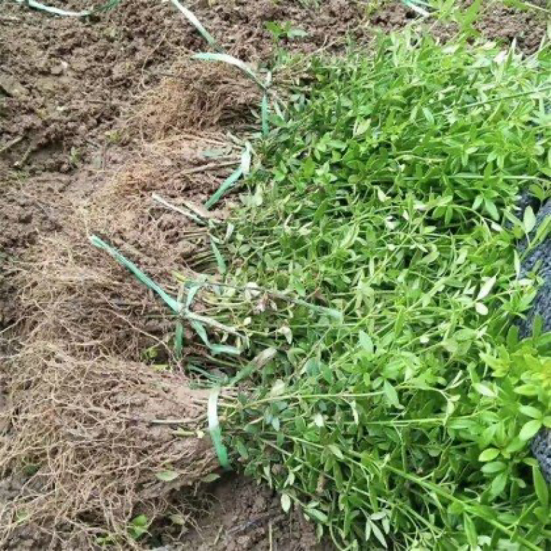 50公分以上迎春花色块拼接绿篱搭配花色好